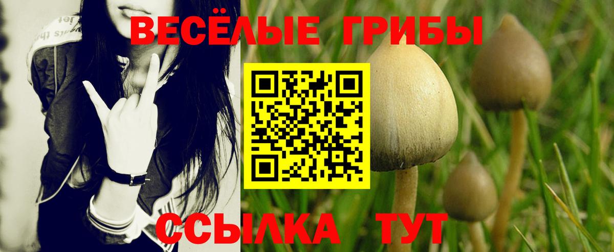Галлюциногенные грибы Psilocybe Муром